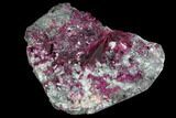 Vibrant, Magenta Erythrite Crystals - Morocco #93597-1